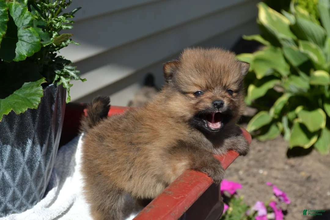 Pomeranian dogs for sale: Winx - Ad 2