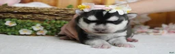 Siberian Husky dogs for sale: Freya  - Ad 7