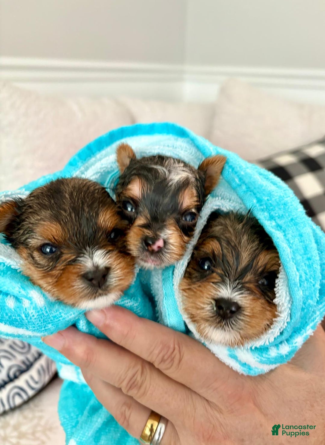 Yorkshire Terrier dogs for sale: Posey - Yorkshire Terrier Puppy 3 - Ad 3