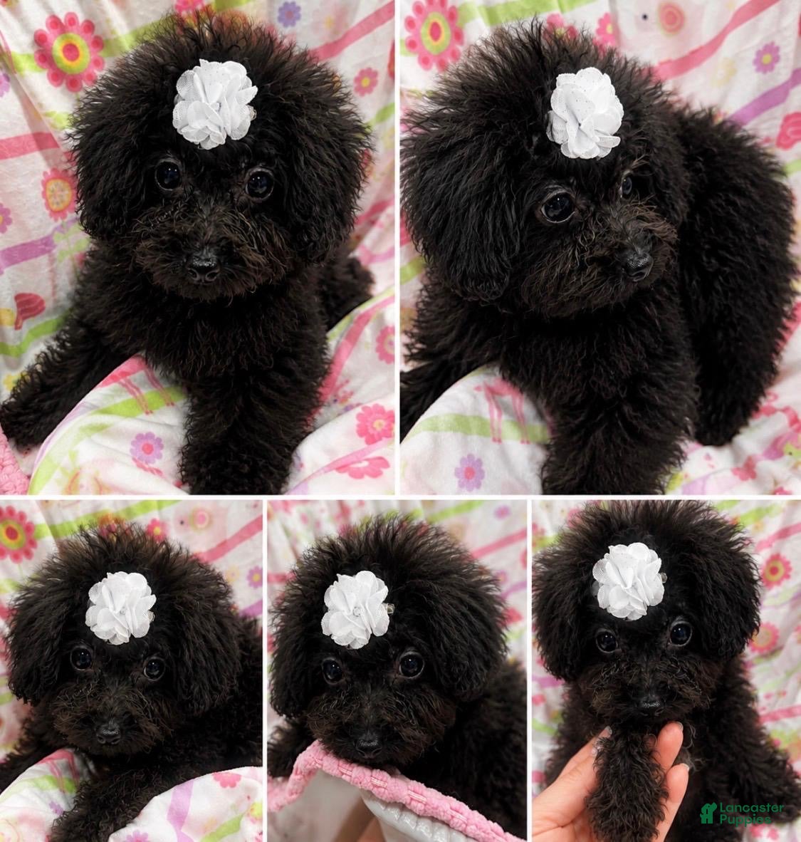 Toy Poodle dogs Female Toy Poodle Puppy 2 - Ad 3