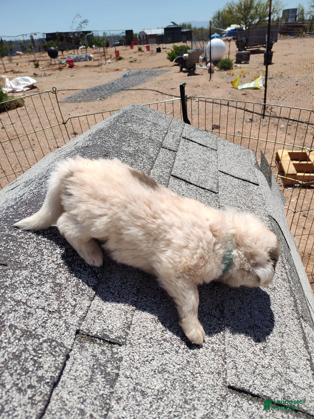 Mixed Breed dogs for sale: Working Anatolian Pyrenees Great Pyrenees Puppy - Ad 2