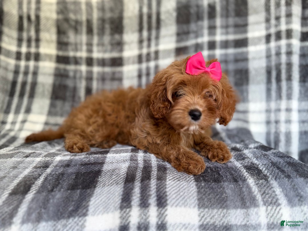 Cavapoo dogs for sale: Raven - Ad 5