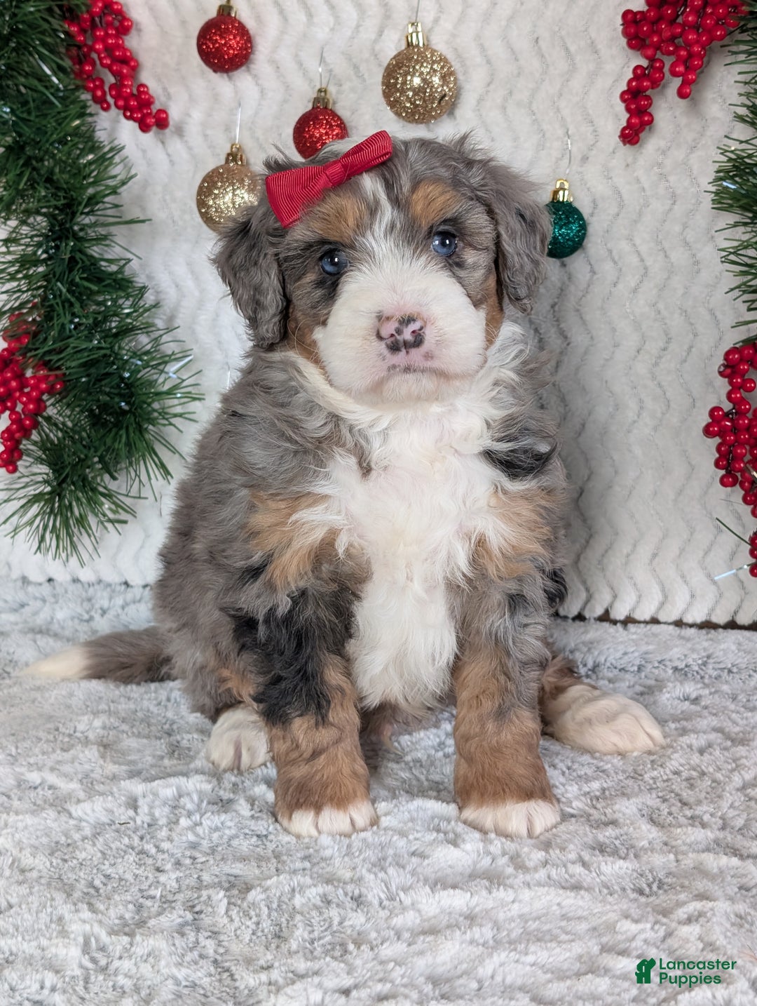 Mini Bernedoodle dogs for sale: Mini Niko  - Ad 7