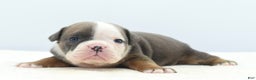 Mixed Breed dogs for sale: Duke mini bulldog  - Ad 7