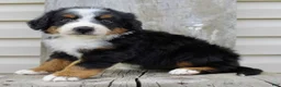 Bernedoodle dogs for sale: Rowan - Ad 7