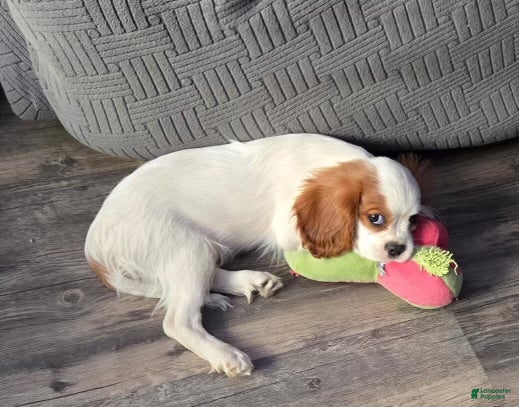 Cavalier King Charles Spaniel dogs Cavalier King Charles Spaniel 1 - Ad 27