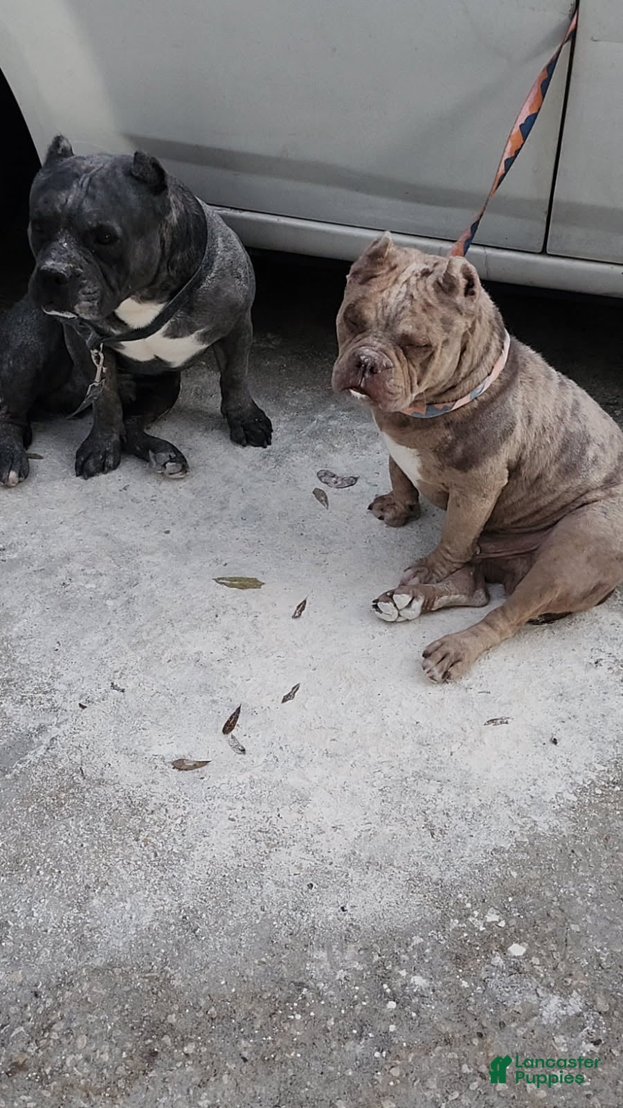 American Bully dogs Peso  - Ad 4