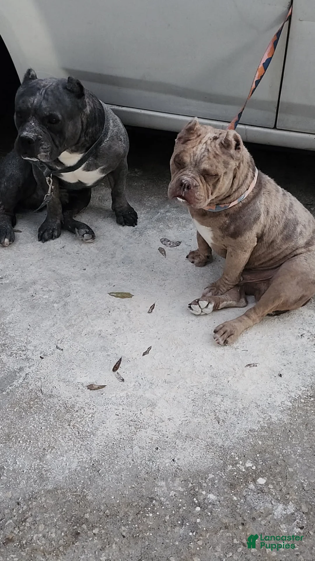 American Bully dogs for stud: Peso  - Ad 1