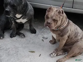 American Bully dogs Peso - Ad 4