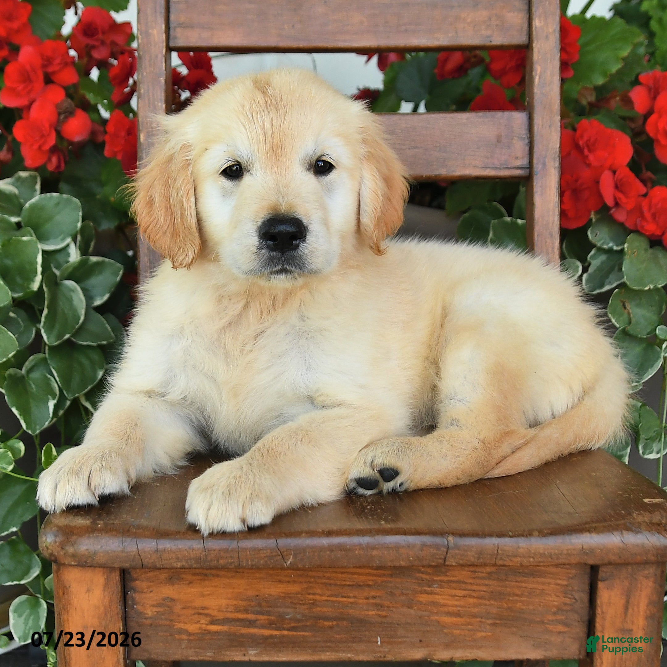 Golden Retriever dogs Roy  - Ad 2