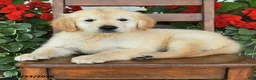 Golden Retriever dogs for sale: Roy  - Ad 2