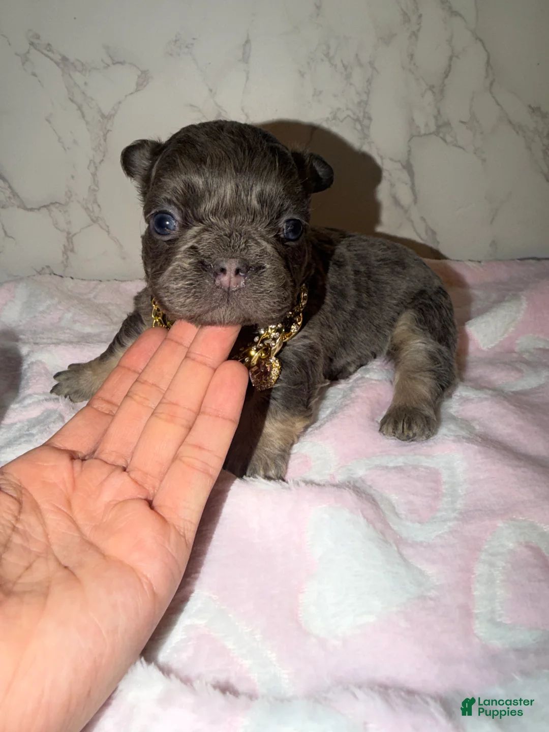 French Bulldog dogs for sale: Bae - Ad 4