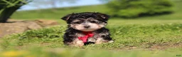 Morkie dogs for sale: Bennet - Ad 7