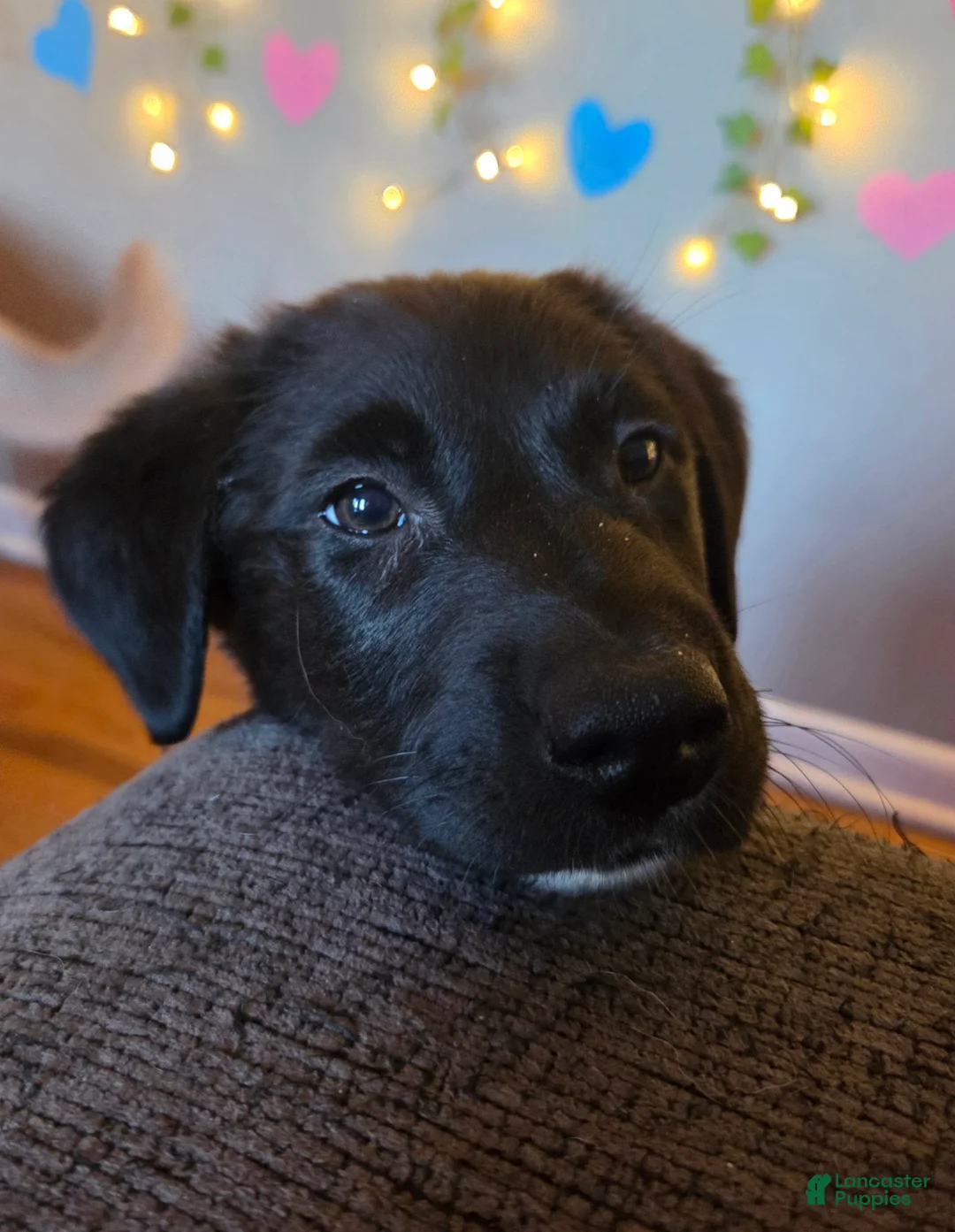 Mixed Breed dogs for sale: Pink Lady  - Ad 8