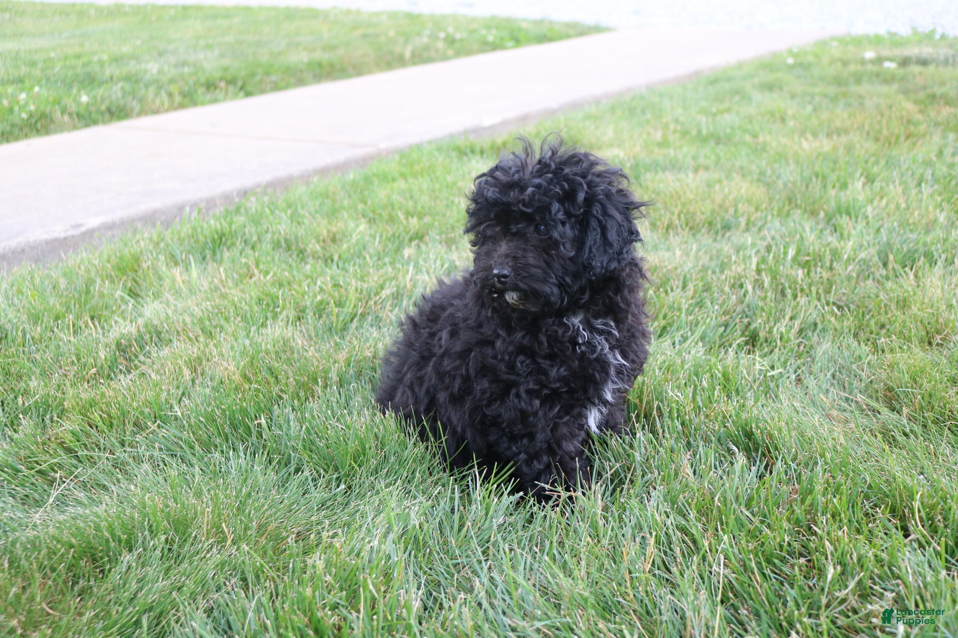 Toy Poodle dogs Sadie - Ad 2