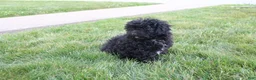 Toy Poodle dogs for sale: Sadie - Ad 2