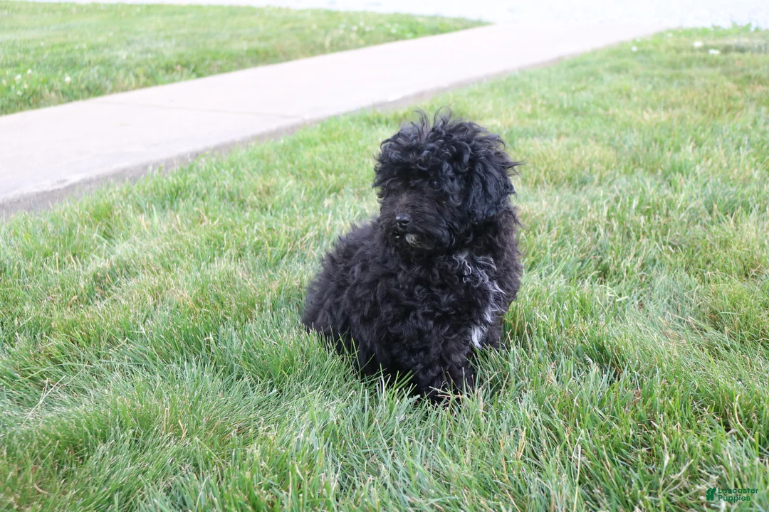 Toy Poodle dogs for sale: Sadie - Ad 2