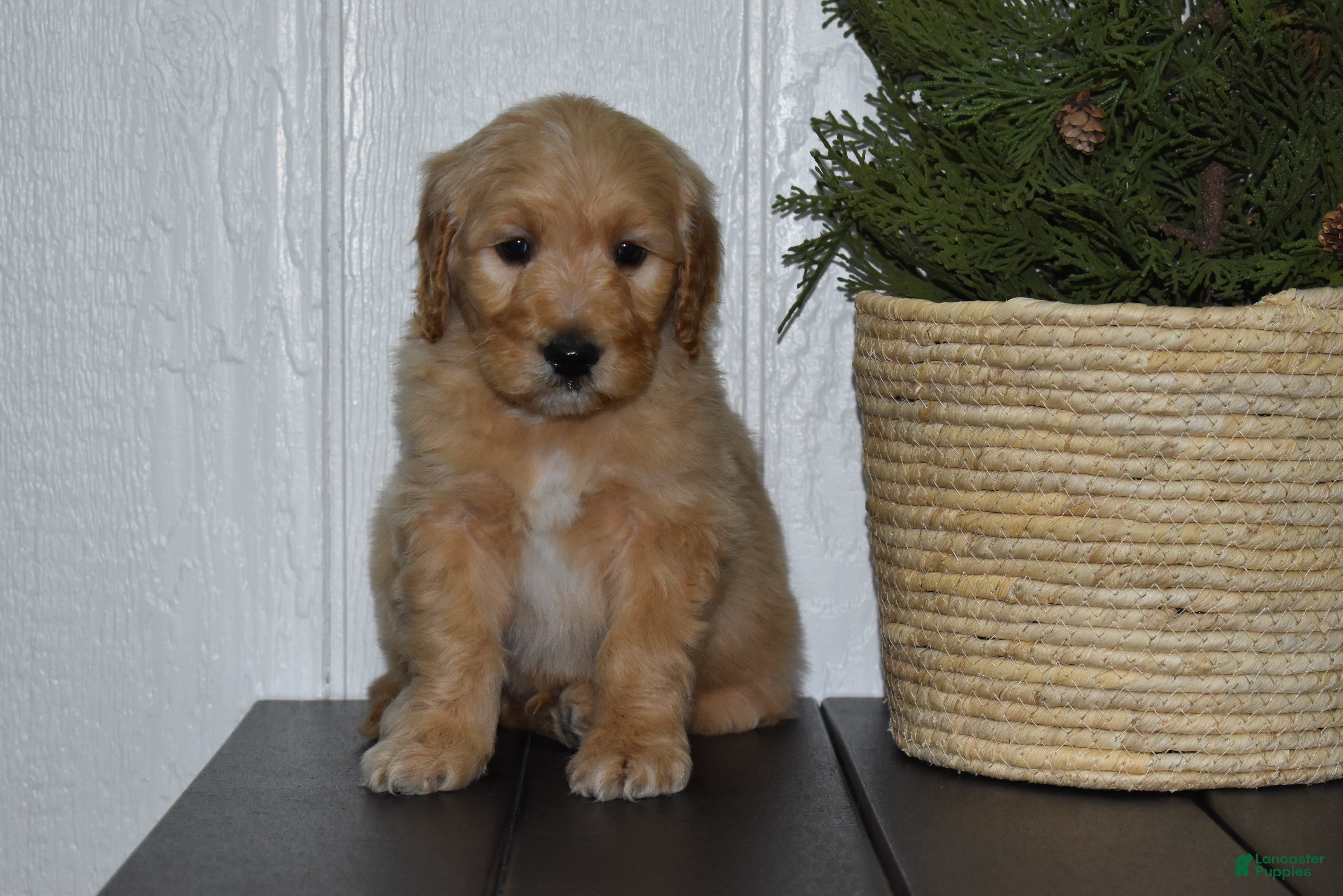 Goldendoodle dogs Buster  - Ad 36