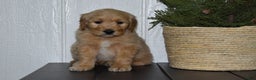 Goldendoodle dogs for sale: Buster  - Ad 1