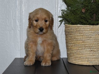 Goldendoodle dogs for sale: Buster - Ad 1