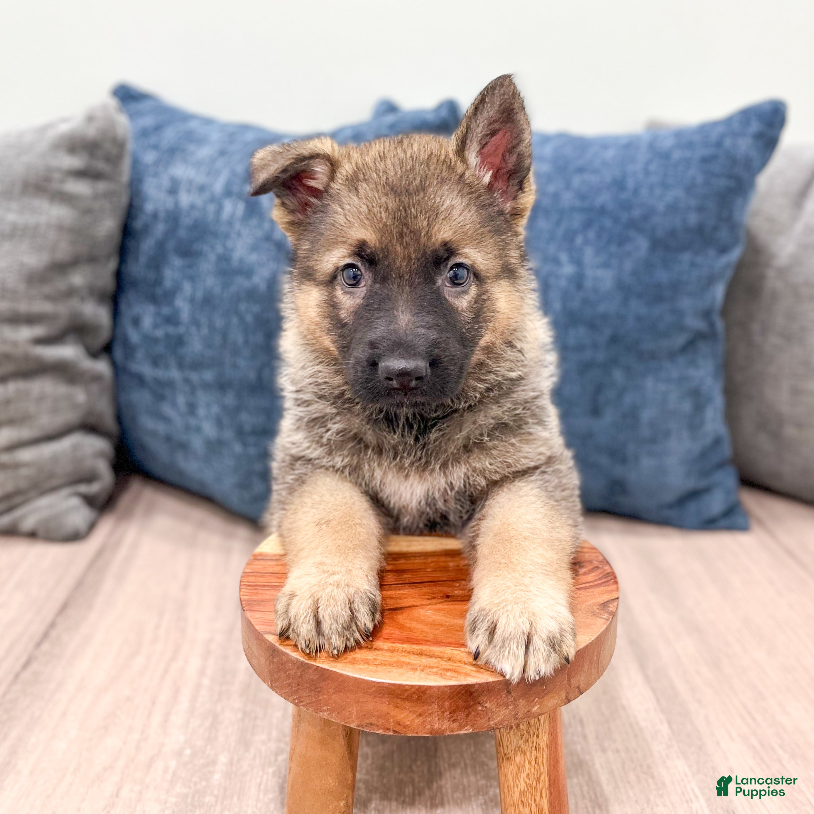 German Shepherd dogs Kenny - Ad 2