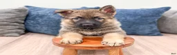 German Shepherd dogs for sale: Kenny - Ad 2