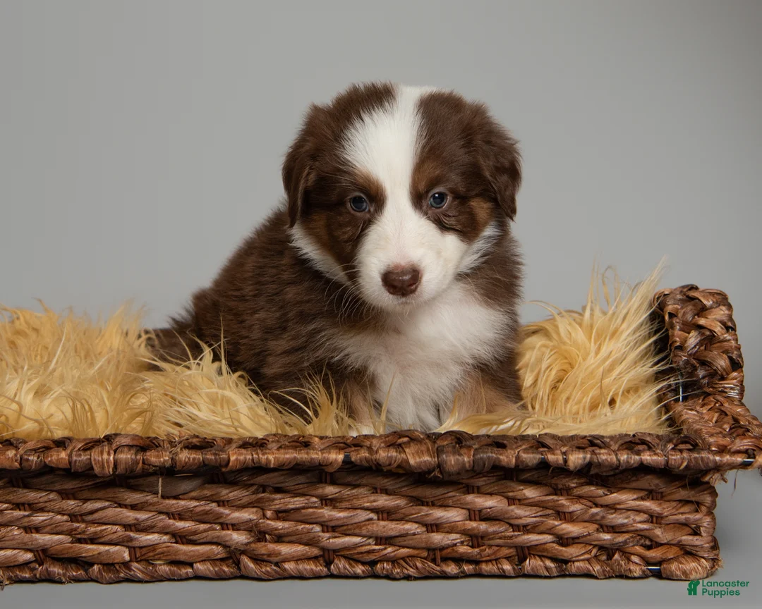 Australian Shepherd dogs for sale: Reese - Ad 2