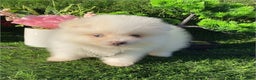 Pomeranian dogs for sale: Teacup Pomeranian Puppy 1 - Ad 1