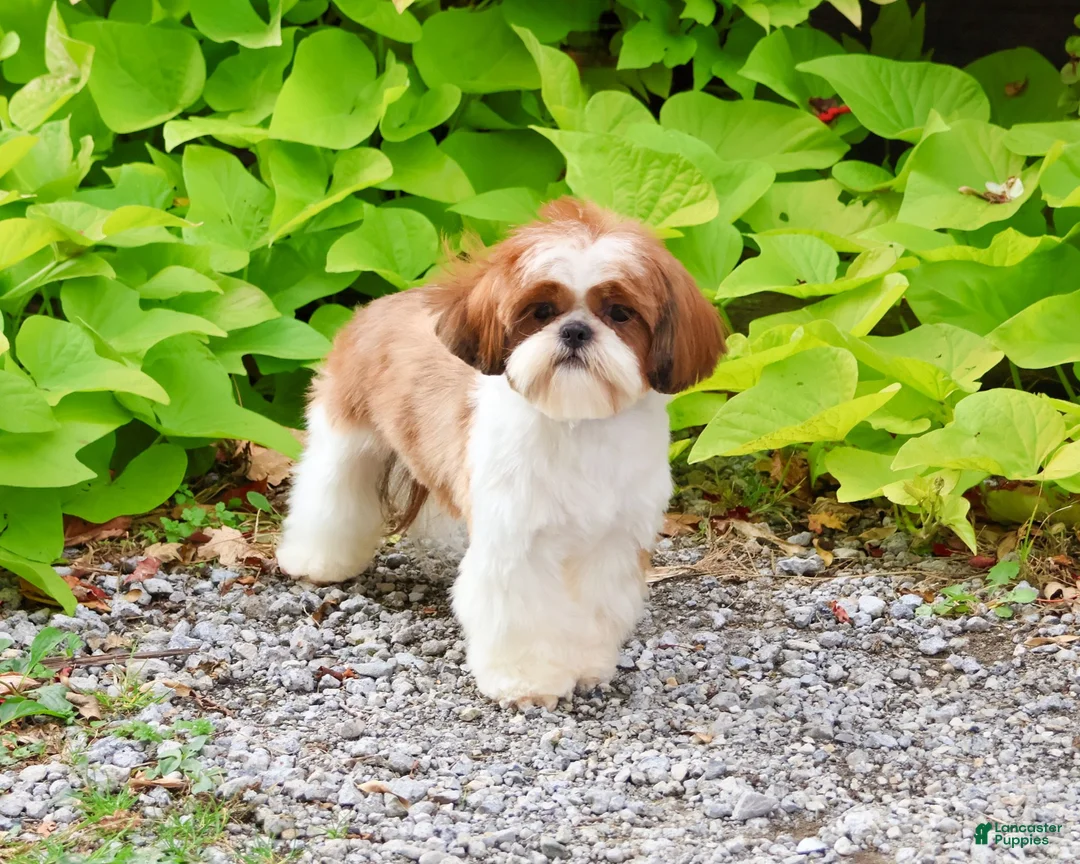 Shih Tzu dogs for sale: Andre - Ad 6
