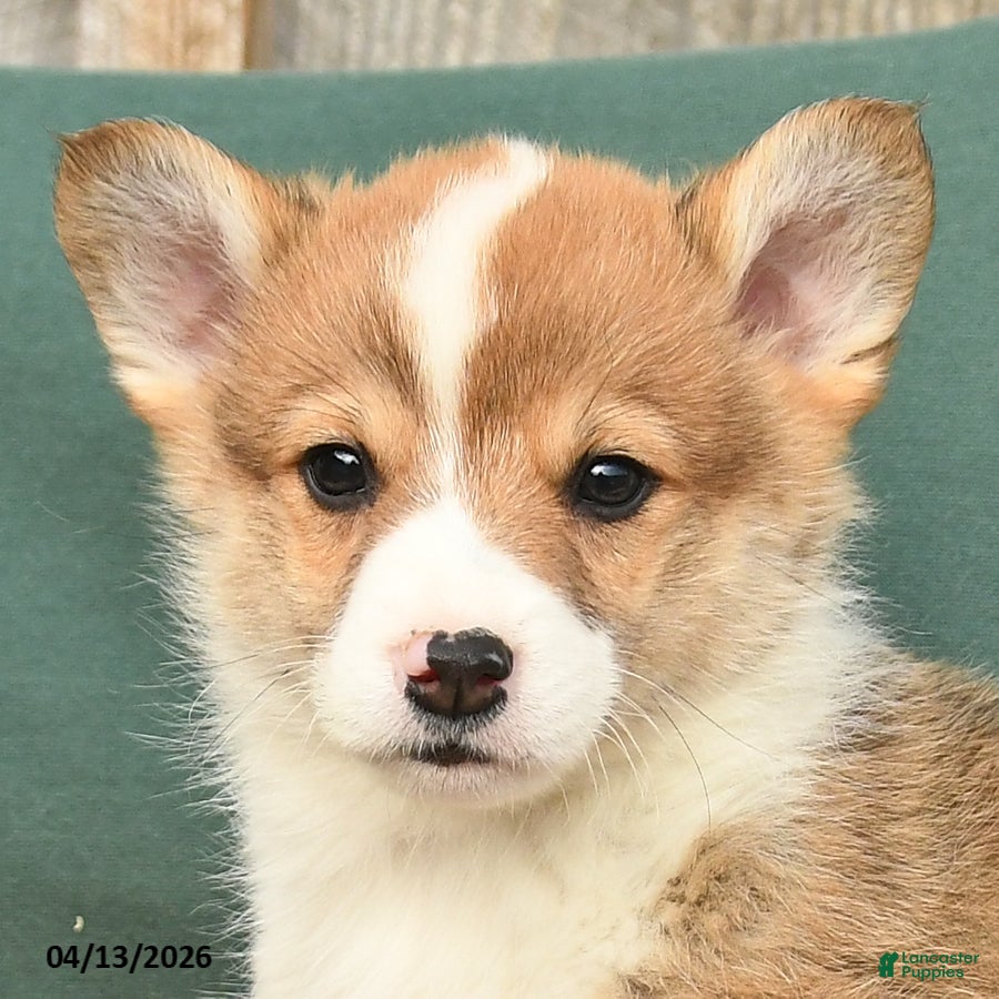 Welsh Corgi Pembroke dogs Howie - Ad 2