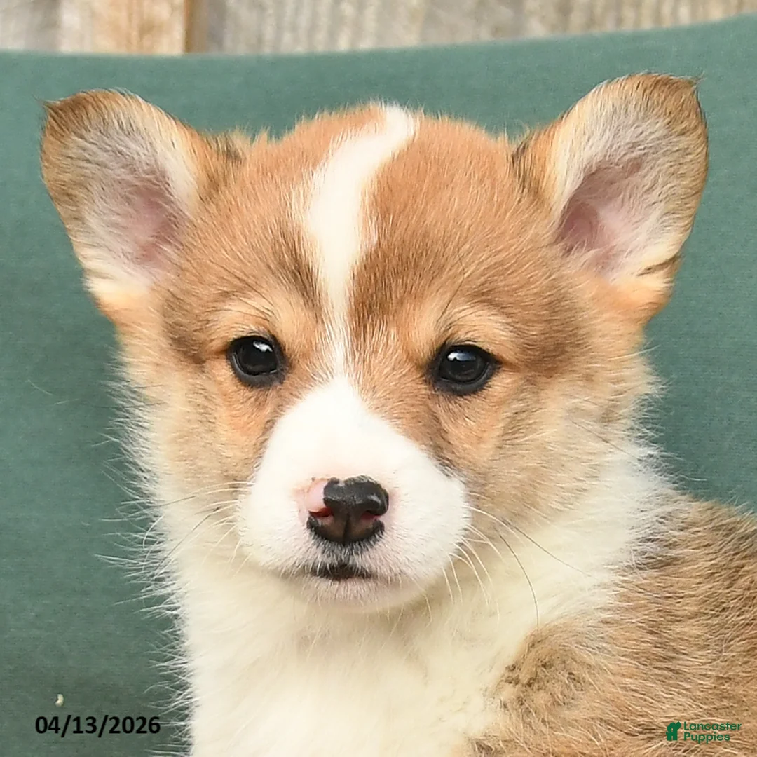 Welsh Corgi Pembroke dogs for sale: Howie - Ad 2