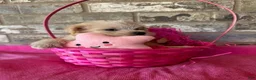 Schnoodle dogs for sale: Chanel - Ad 4