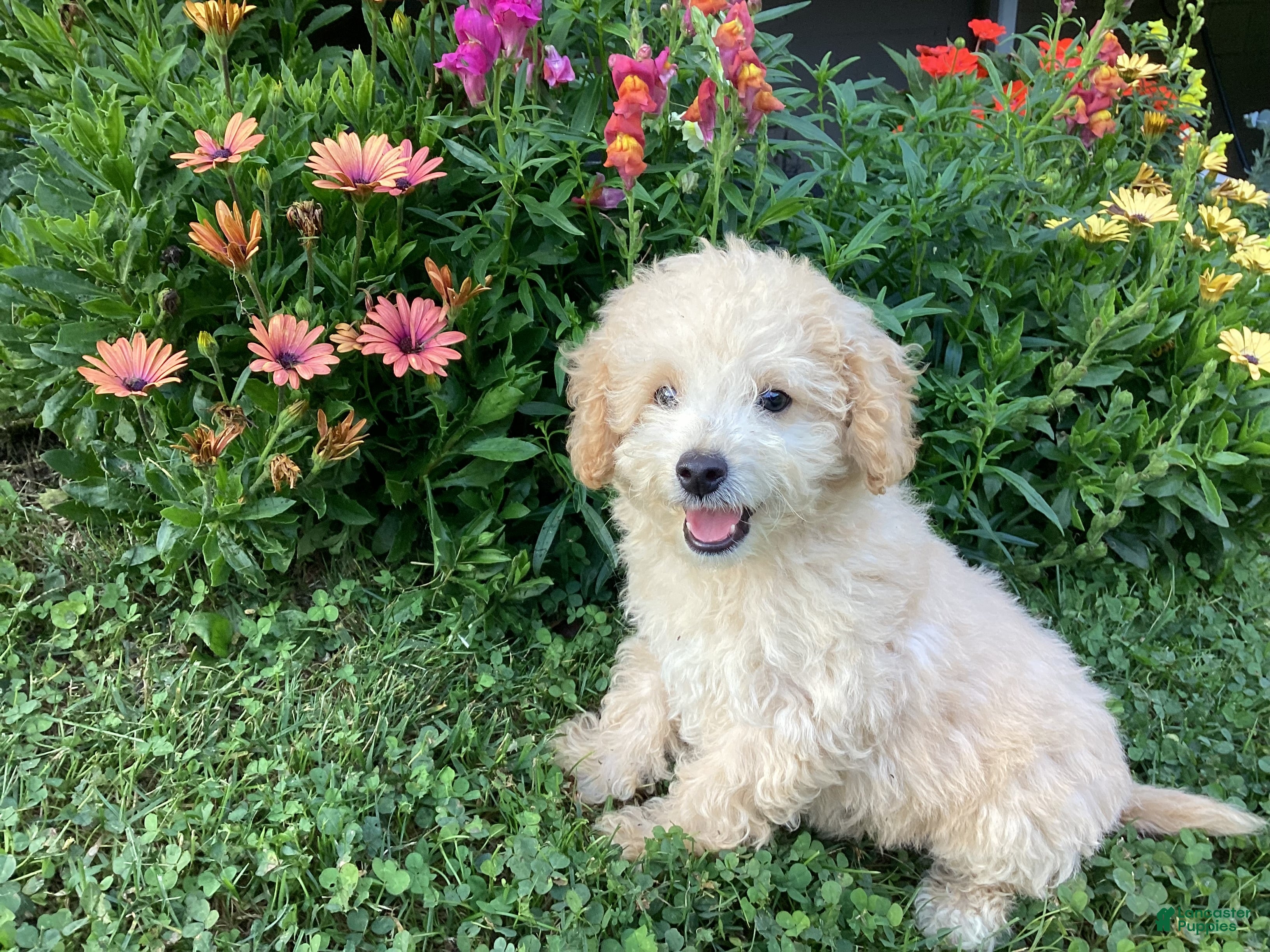 Mini Goldendoodle dogs for sale: Sparkle  - Ad 2