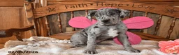 Great Dane dogs for sale: Blossom - Ad 2