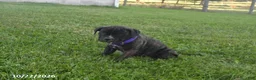 Cane Corso dogs for sale: Angel - Ad 2