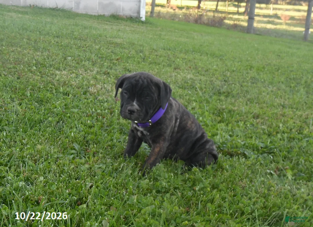 Cane Corso dogs for sale: Angel - Ad 2