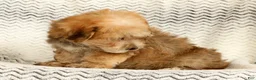 Yochon dogs for sale: Thomas - Ad 7