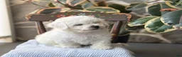 Bichon Frise dogs for sale: Jethro - Ad 4