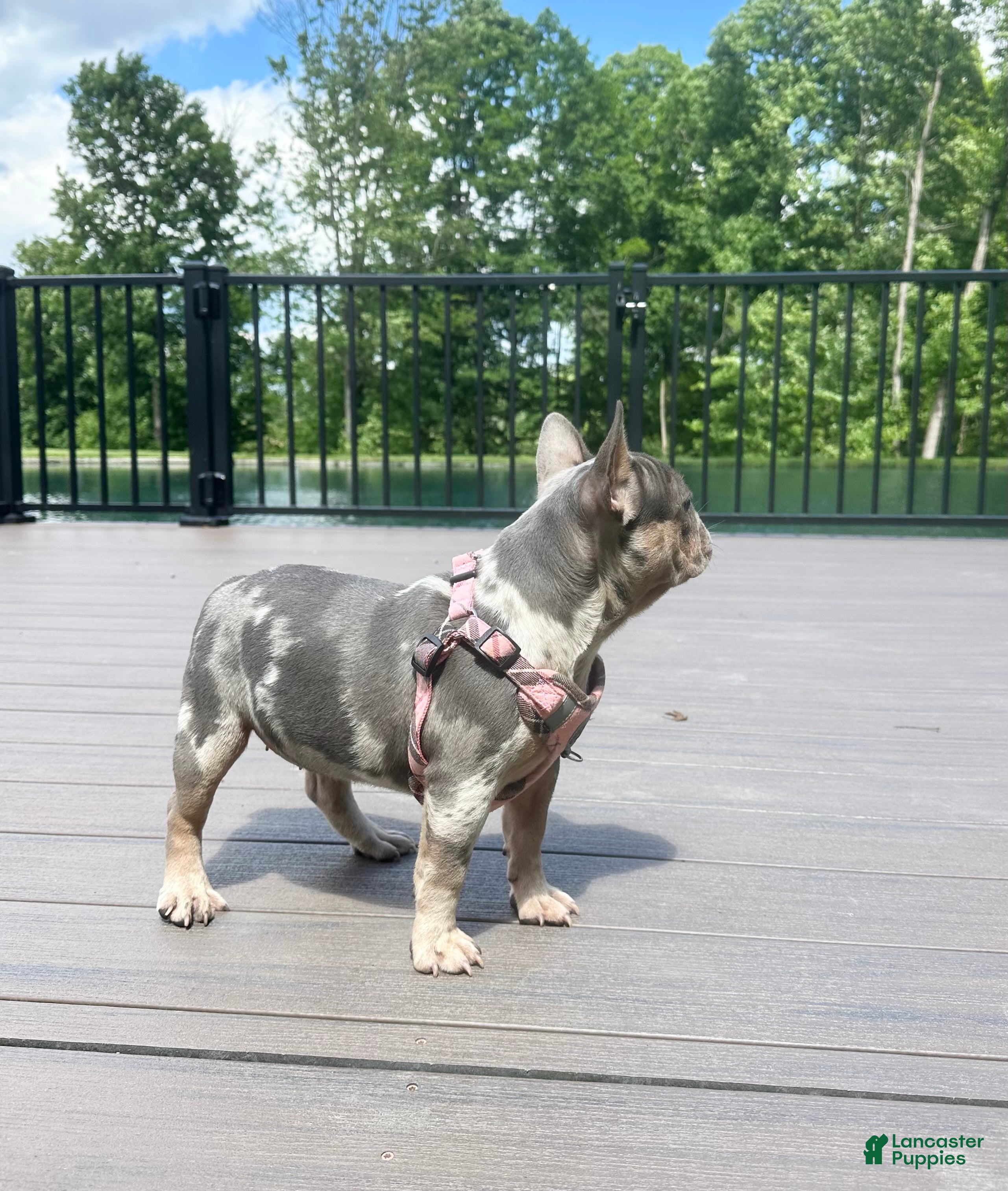 French Bulldog dogs Janie - Ad 1
