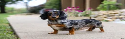 Miniature Dachshund dogs for sale: Kumquat - Ad 13