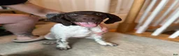 German Shorthaired Pointer dogs for sale: German Shorthaired Pointer Puppy 2 - Ad 1