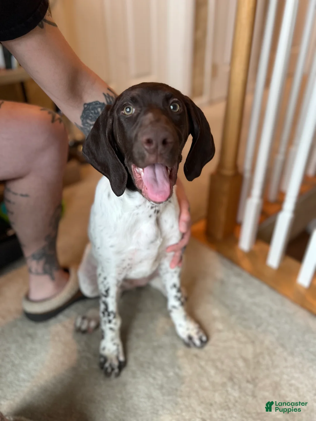 German Shorthaired Pointer dogs for sale: German Shorthaired Pointer Puppy 2 - Ad 1