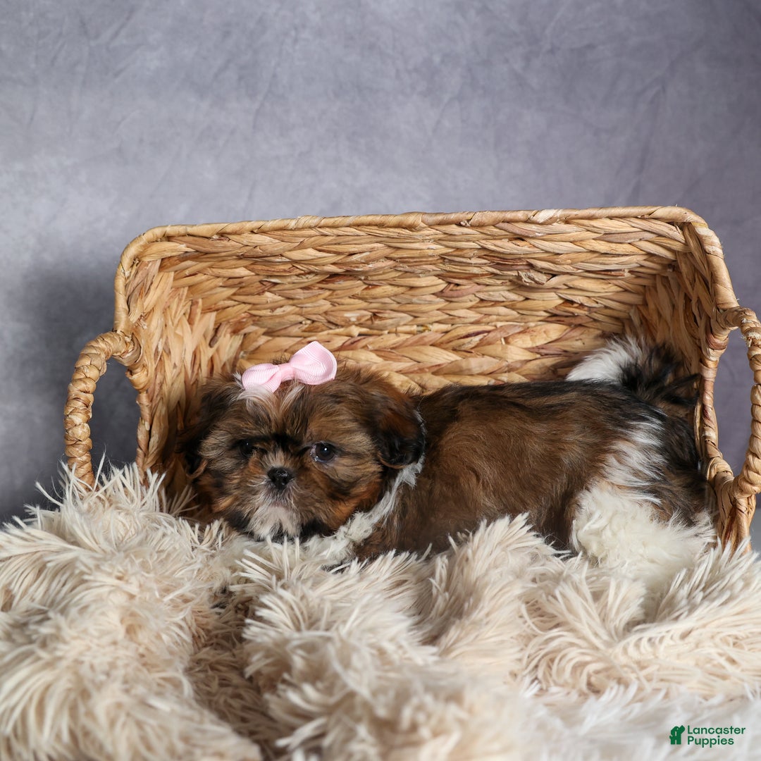 Shih Tzu dogs for sale: OAKLEY - Ad 11