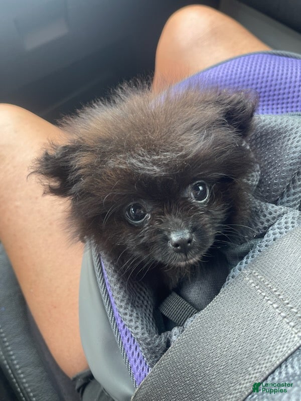 Pomeranian dogs Midnight - Ad 1