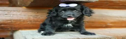 Cavapoo dogs for sale: Raya🎀 - Ad 15