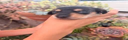Miniature Dachshund dogs for sale: Miniature Dachshund 3 - Ad 6