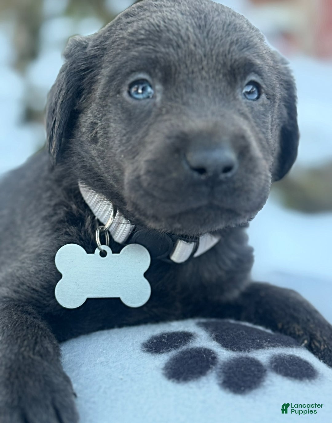 Labrador Retriever dogs for sale: Labrador Retriever Puppy 1 - Ad 10