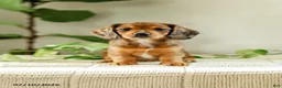 Miniature Dachshund dogs for sale: Alexis - Ad 1