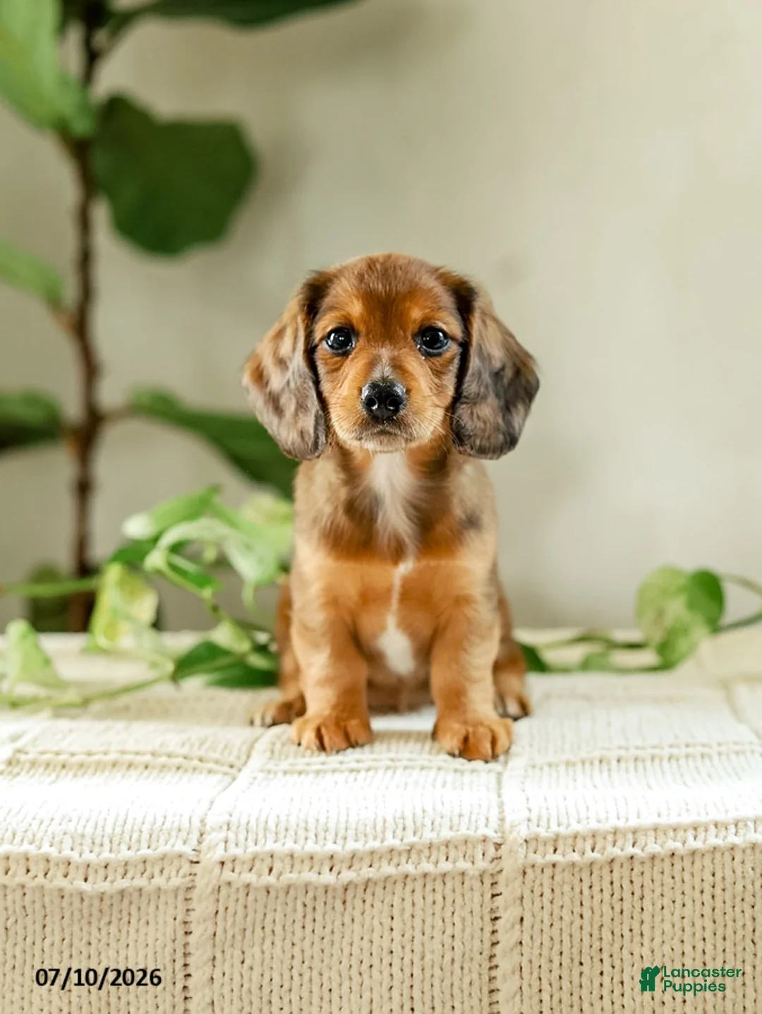 Miniature Dachshund dogs for sale: Alexis - Ad 1