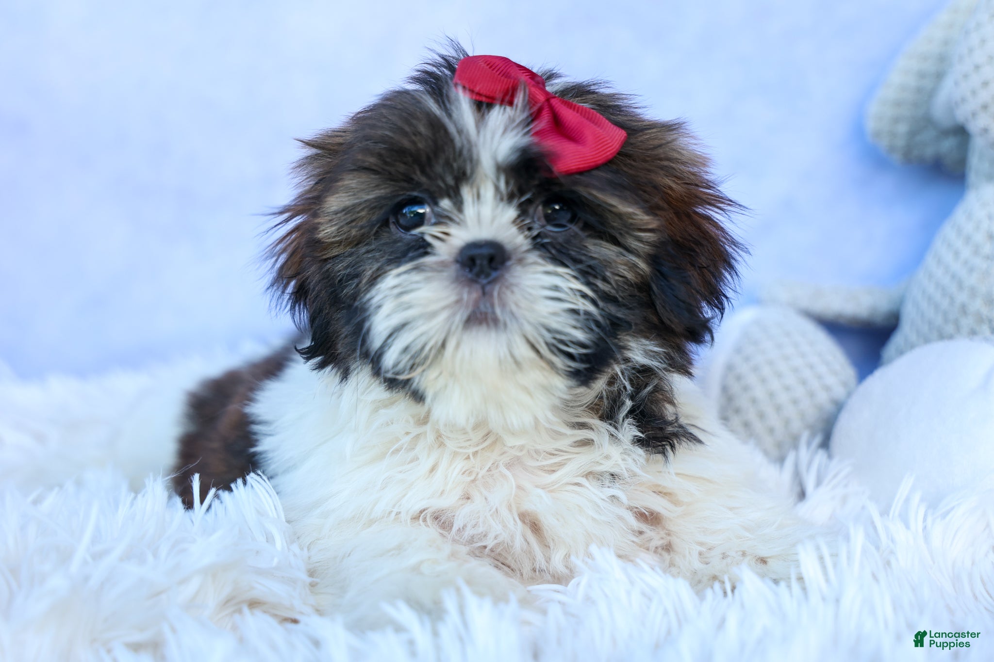 Shih Tzu dogs RACHEL - Ad 2